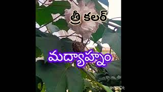 త్రీ కలర్ పత్తి మందారం #shortvideo #naturebeauty