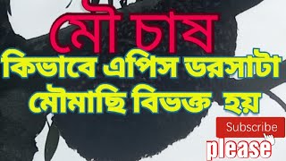 কিভাবে  এপিস ডরসাটা মৌমাছি  বিভক্ত  হয়(How to distribute apis dorsata bees)