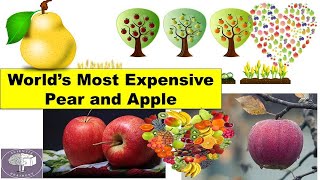 World's Most Expensive Pear and Apple/Costly Fruits #Expensive Fruits#Scientia Brainery