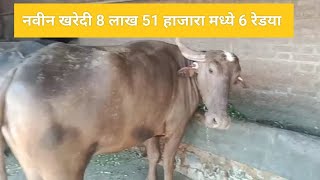 पंढरपूरी म्हंशी नवीन खरेदी 8 लाख 51 हाजारा मध्ये 6 रेड्या 🐃💕💵