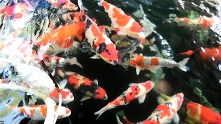 Modern Koi Blog #891 - Niigata Spezial: Marusada Koi Farm