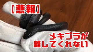 【ヘビその他】メキブラが離してくれない