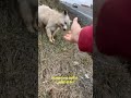 Abandoned Dog Nervous And Scared When We Tried To Help