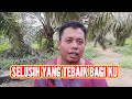 PROSES AWAL MULAI BERKEBUN KELAPA SAWIT ADI PAK TANI