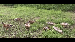 【捕食】鴨に草を食べさせるだけ食べさせといて捕獲するやつ【鳥】