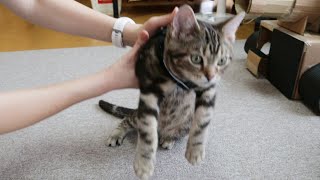 子猫にハーネスをつけたら…