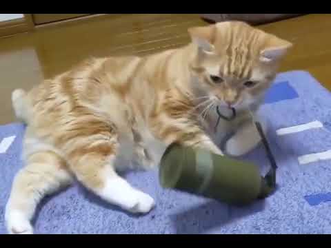 Cat Pull The Grenade Pin Youtube