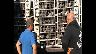 Romania Racing Pigeons Extreme Marathon Tartu Estonia 2020 transport feeding 2020 August 15 part 1