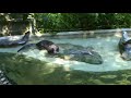 Otters play with fish popsicles at ZooAmerica