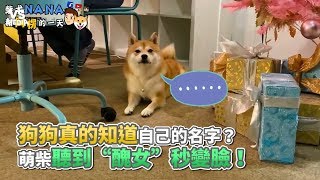 狗狗真的知道自己的名字？ 萌柴聽到“醜女”秒變臉！《VS MEDIA x 柴犬Nana》