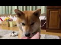 遊ぶ姿はまるで野生児💓 可愛いすぎる柴犬（doggy box 12月ドギーボックス クリスマス）