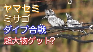 ヤマセミ夫婦とミサゴがダイブ！４０センチ超の大物！