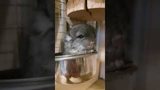 Baby Chinchilla Second Day After Birth