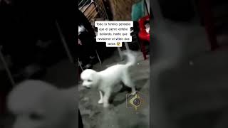 ☠️ WTF ☠️ FIRULAIS VS FANTASMA ☠️ #animales #paranormal