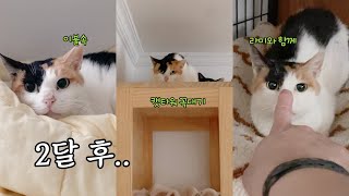 2년 동안 기다려 구조한 고양이 세잎이, 고양이 집에와서 두달 후