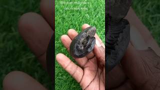 Shaligram - maha laxmi vishnu shaligram shila - gandaki river nepal  #shorts #short #shortsfeed