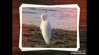 Common Egret/ Great Egret/ Large Egret # 4