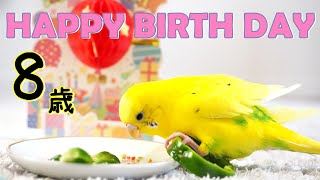 8歳 セキセイインコ お迎え記念日 HAPPYBIRTHDAY