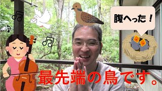 【オスも育児！】野鳥レストラン⑤ キジバトの生態に迫ります。キツツキ コガラ ヤマガラ ゴジュウカラ 鳥の餌やり 姫木平別荘地（長野移住）（田舎暮らし）