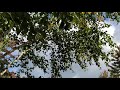 Boka Marimba - Yuwi Maiwe
