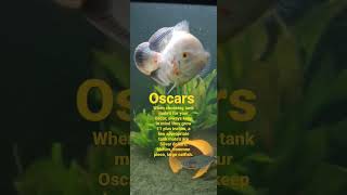 Oscar tank mates #shorts #fish #aquarium #fishtank #aquariumhobby #freshwater #oscars #oscar