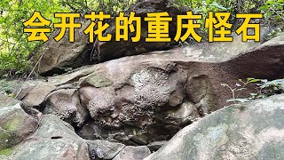 石头也会开花？实探重庆深山的奇石，专家都无法释疑的怪象！【行迹旅途中】