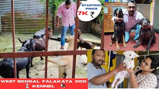 WEST BENGAL FALAKATA DOG KENNEL | West Bengal dog market Dog kennel in India North Bengal Dog kennel