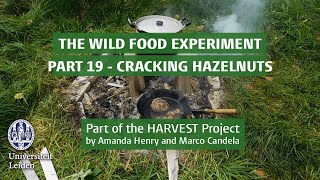 Archaeologist Diederik Pomstra's Wild Food (Palaeodiet) Experiment (part 19): cracking hazelnuts