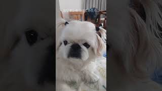 ペキニーズ（犬）実は女の子でした #shorts #ペキニーズ #犬 #pekingese #dog