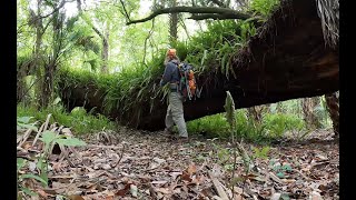Ancient Oak and Mound Adventure