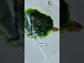 Do turtle with green hair look nice? #shortvideo #healing #pets #turtle #beautiful #shorts