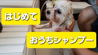 【シャンプー】　マルシーズー　くるみちゃん🐶と我が家🏘️　　　＃シーズー　＃トリミング　＃シャンプー　＃カット　＃マルシーズー　＃shihtzu  ＃子犬　＃初めて　＃愛犬