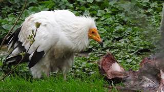 お食事するエジプトハゲワシ Western Egyptian vulture 2019 0413