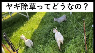 【愛知ヤギ農場】ヤギ除草に対する私たちの考え