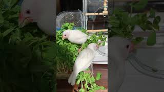 必死に豆苗を食べるヒナ文鳥ｗ