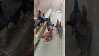 #🥚🐔 பொய் சொல்லாதடி உண்மைய சொல்லு 🤣🤣🤣 #funny_chicken என்ன சந்தேக படூர் மணி. 🐔🐓