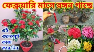 ফেব্রুয়ারি মাসে রঙ্গন গাছে এই গুরুত্বপূর্ণ কাজ করে নিন / February work in Ixora