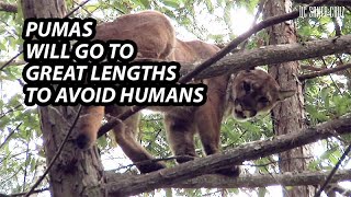 Male Pumas' Energy Spent Avoiding Humans Linked to Smaller Home Ranges