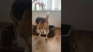 おしっこをする前の儀式が長い犬 #shorts