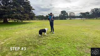 How To Teach Your Dog To Play Frisbee #frisbee #dog #dogtraining