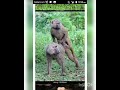 how baboon do sex