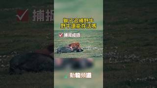 獅子 vs 野牛！絕命追逐，生死鬥爭！#非洲草原#獅子#野牛#捕食 #弱肉強食 #生死一瞬間