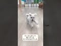 ドッグランいってきました　 maltese マルチーズ 癒し動画 子犬のいる生活 dog 犬 ドッグラン