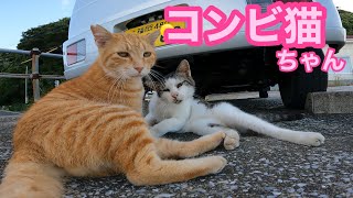 港の仲良しコンビ猫ちゃん‼️スリスリ ゴッツンコが止まらない Japanese cats