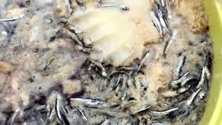 瀬戸内コラトゥーラ いわし魚醤油 日本クオリティー漁師の頑固愚直な製法万能調味料魔法のこだわりスープ