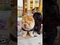 下雨天和媳妇吵架的下场！狗狗：你也没问我想跟谁啊！ pets funny 狗狗