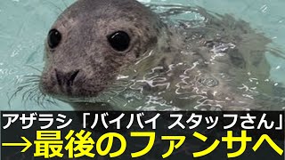 アザラシ幼稚園、園児とスタッフさんが感動的なお別れをする