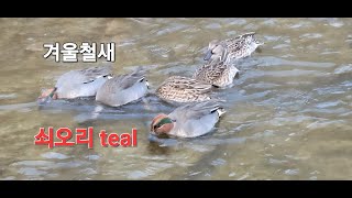 쇠오리 Eurasian teal  겨울철새 !!! 올겨울에도 탄천을 찾아 왔다. 작고 귀여운 새 !!! 오리중 가장 작다. 먹이를 찾고있는 쇠오리들 ✨️✨️✨️