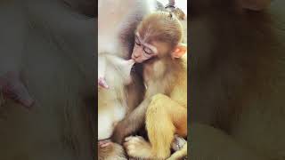 wow ! baby monkey feeding milk | Nature on the road |wildlife