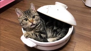 子猫が初めて猫鍋をやったら可愛すぎて心臓が止まるレベルｗ